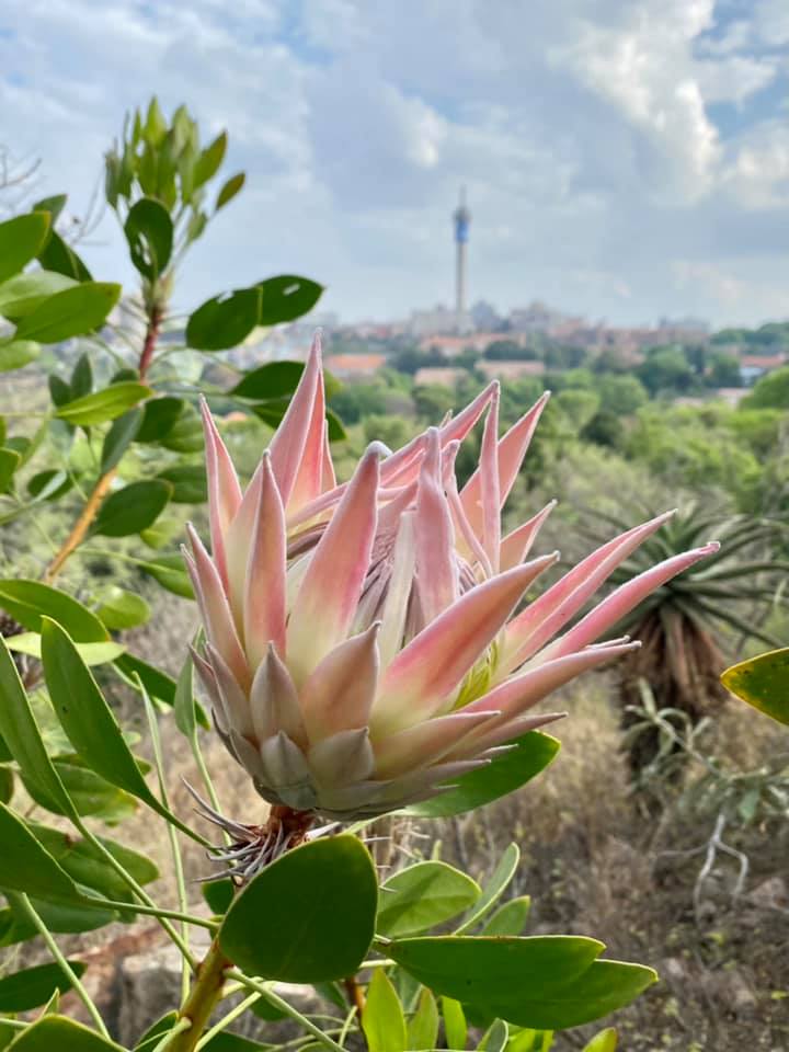 The Wilds Nature Reserve What's on in Joburg