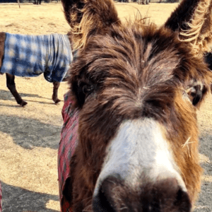 Donkey