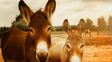 Donkeys