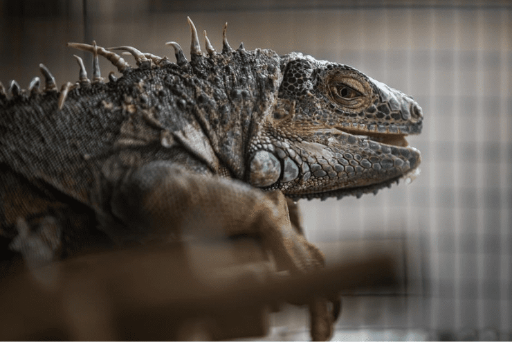 Croc City & Reptile Park | What's On In Joburg